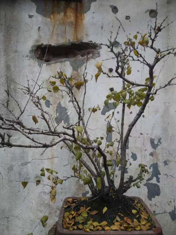 小叶鼠李下山桩 盆养5年了 图片