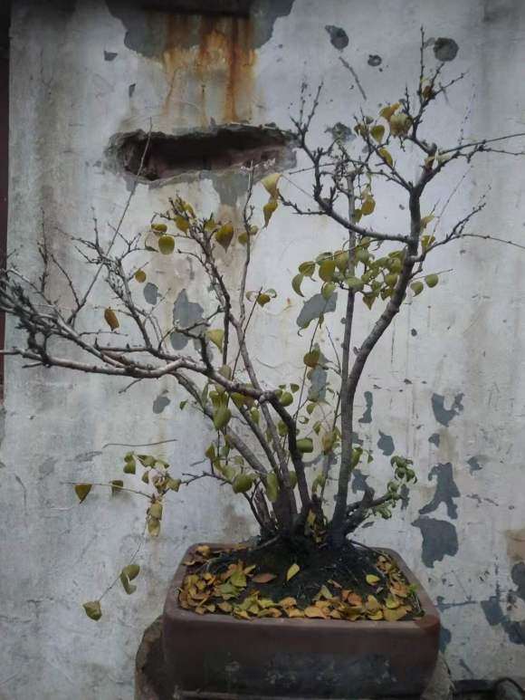小叶鼠李下山桩 盆养5年了 图片
