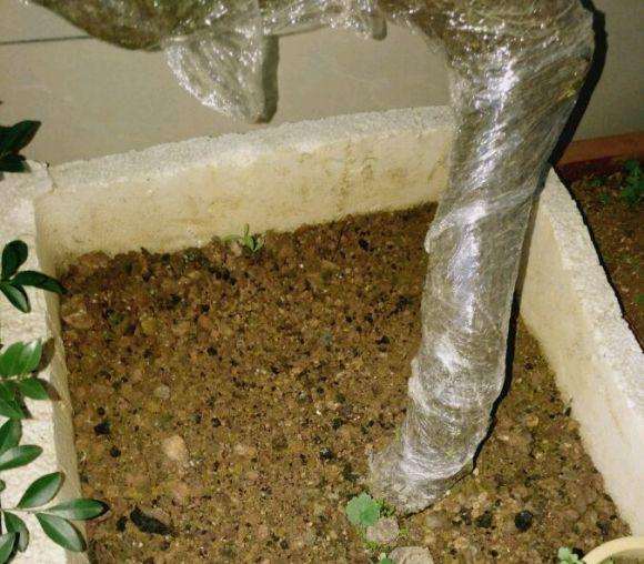 怎么用煤碴栽的小叶鼠李下山桩的方法