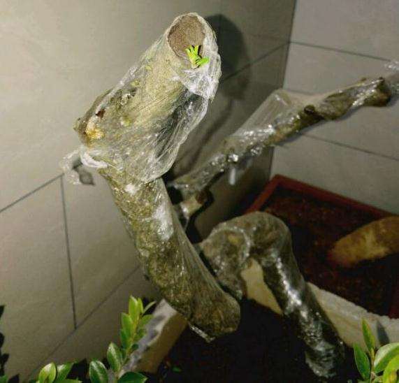 怎么用煤碴栽的小叶鼠李下山桩的方法