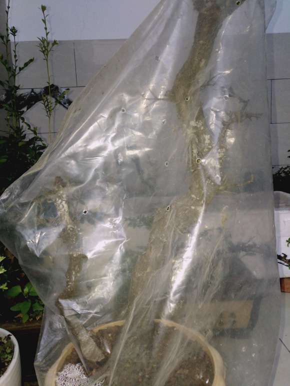 怎么用煤碴栽的小叶鼠李下山桩的方法