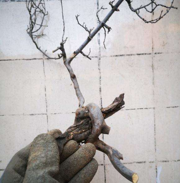 小叶鼠李下山桩是秋季挖