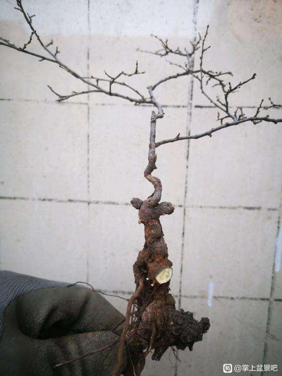 小叶鼠李下山桩是秋季挖