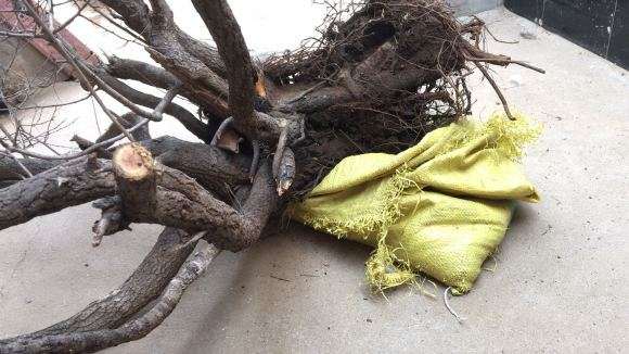 带榴的鼠李下山桩 挖了几个