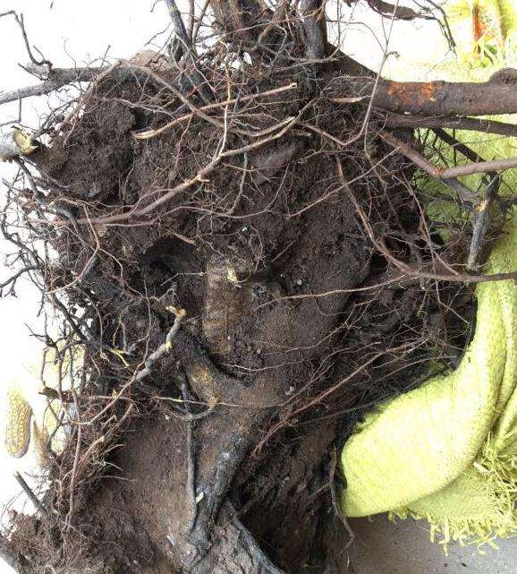 带榴的鼠李下山桩 挖了几个