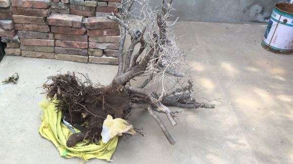 带榴的鼠李下山桩 挖了几个