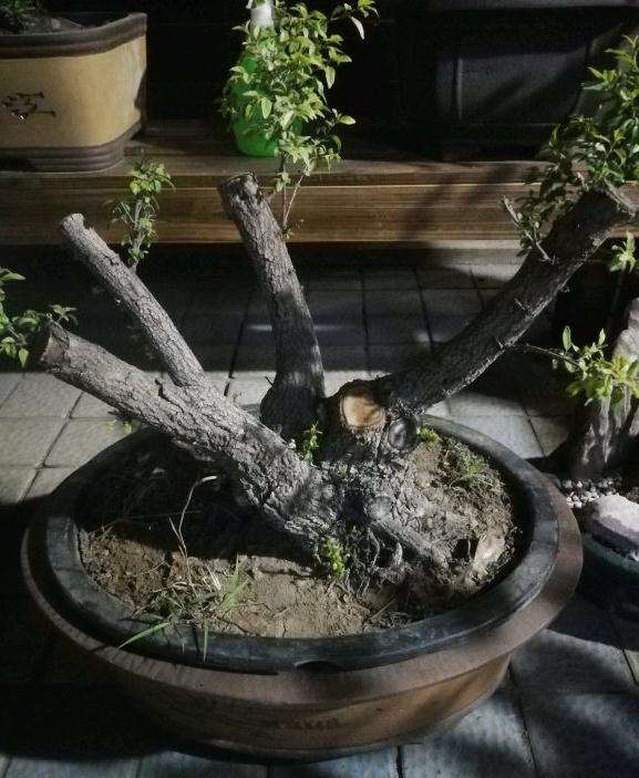 麻梨疙瘩小叶鼠李下山桩活了吗