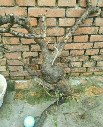 这小叶鼠李下山桩的造型可以吗