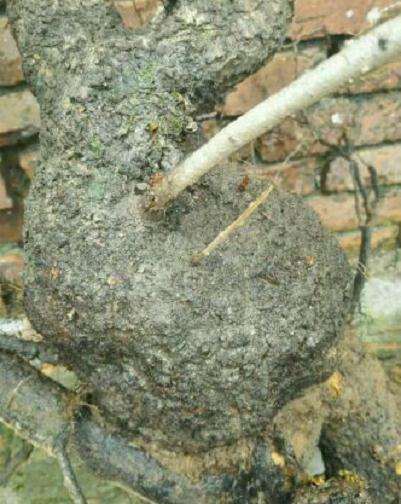 这小叶鼠李下山桩的造型可以吗