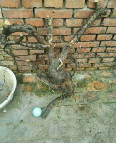 这小叶鼠李下山桩的造型可以吗