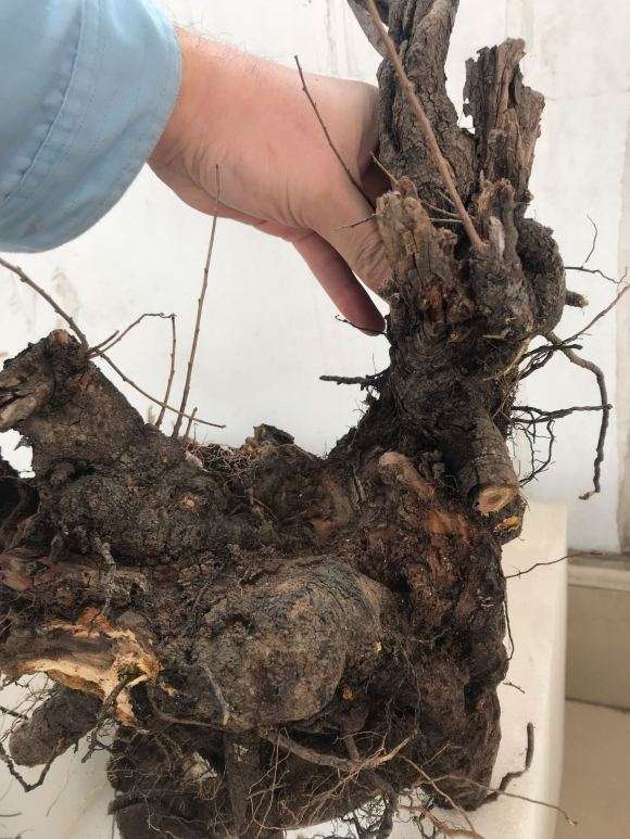 车珠子下山桩造型不错