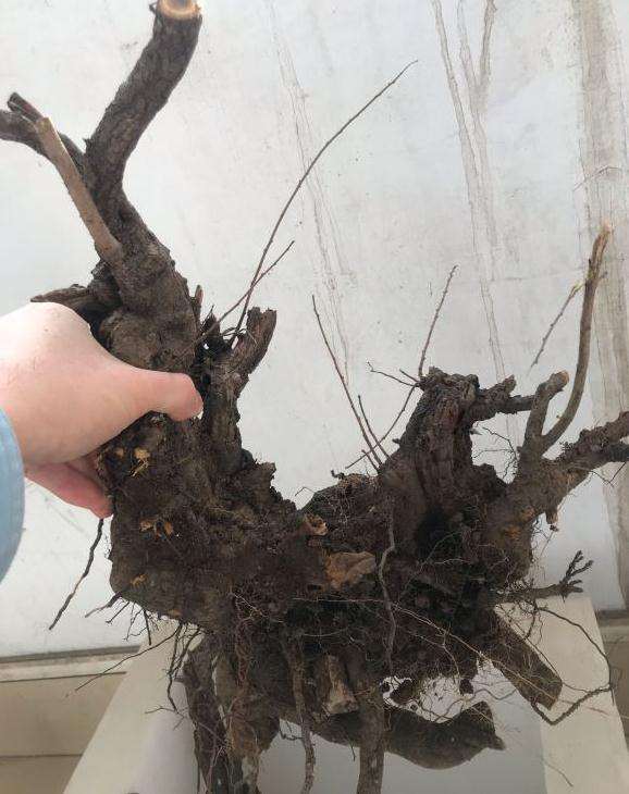 车珠子下山桩造型不错