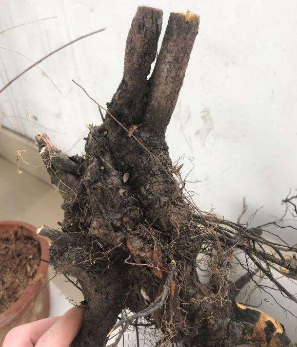 车珠子下山桩造型不错
