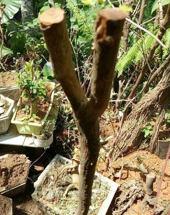 这是铁包金下山桩吗