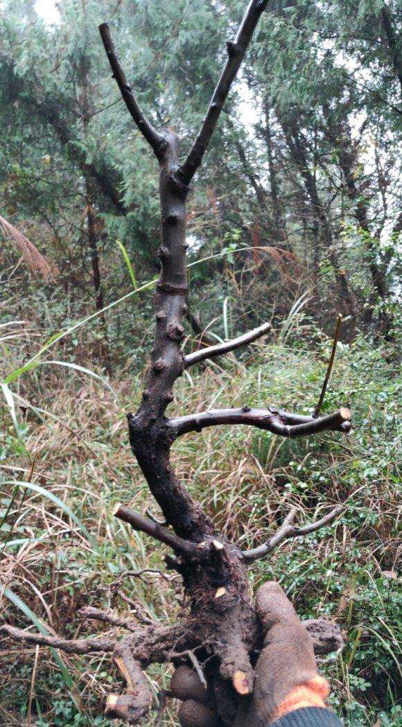 铁包金下山桩几月来芽