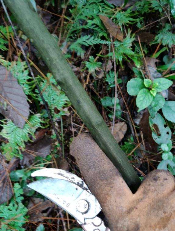 铁包金下山桩几月来芽