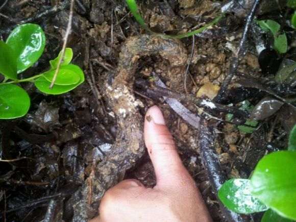 这是传说中的铁包金下山桩吗