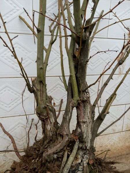 铁包金下山桩怎么种植的问题