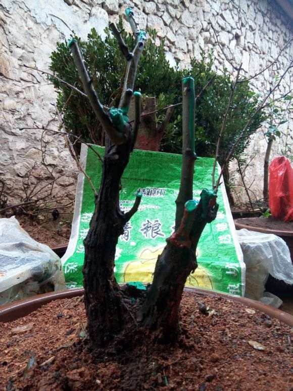 铁包金下山桩怎么种植的问题