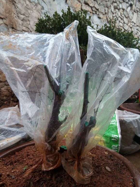 铁包金下山桩怎么种植的问题