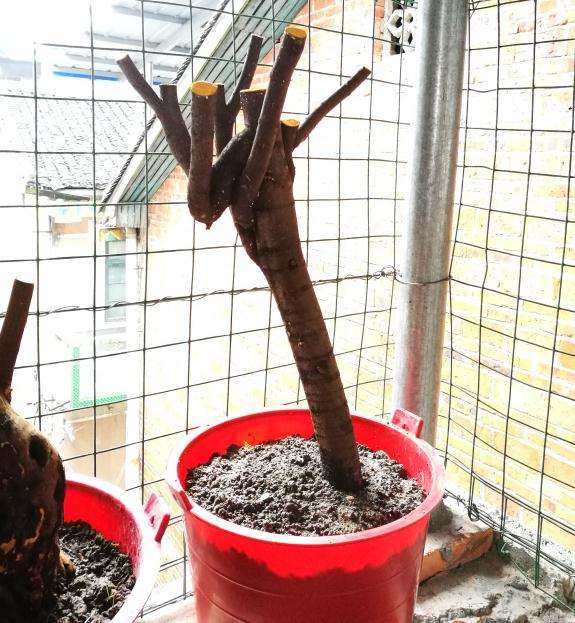 这个是不是铁包金下山桩