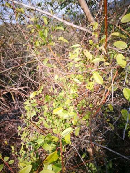 这个是不是铁包金下山桩