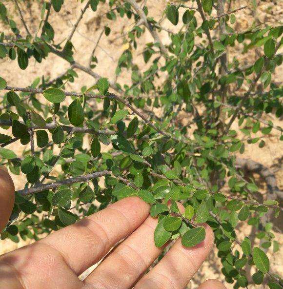 这是不是小叶铁包金下山桩