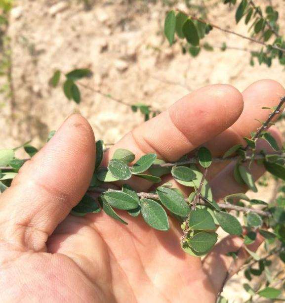 这是不是小叶铁包金下山桩