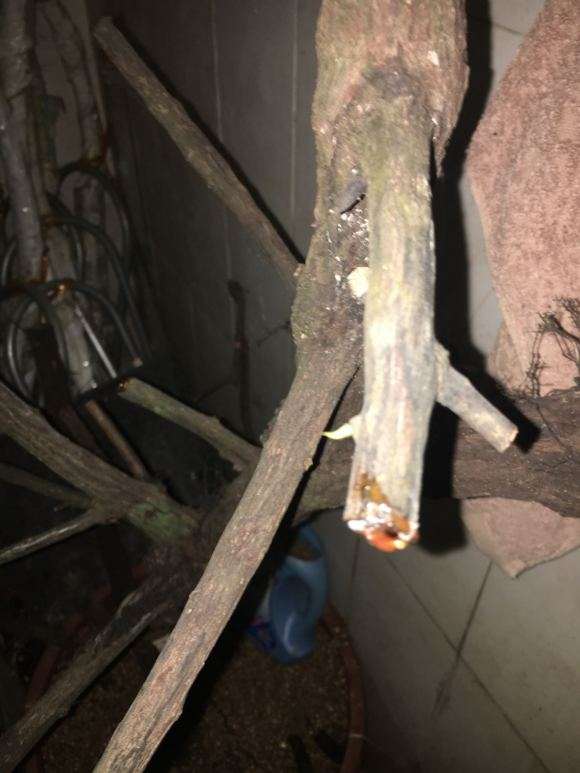 特大型的小叶铁包金下山桩