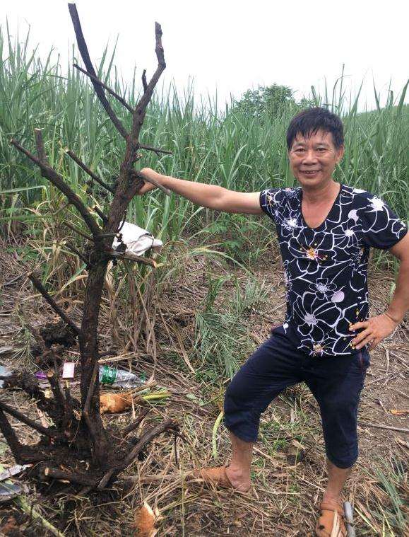 特大型的小叶铁包金下山桩