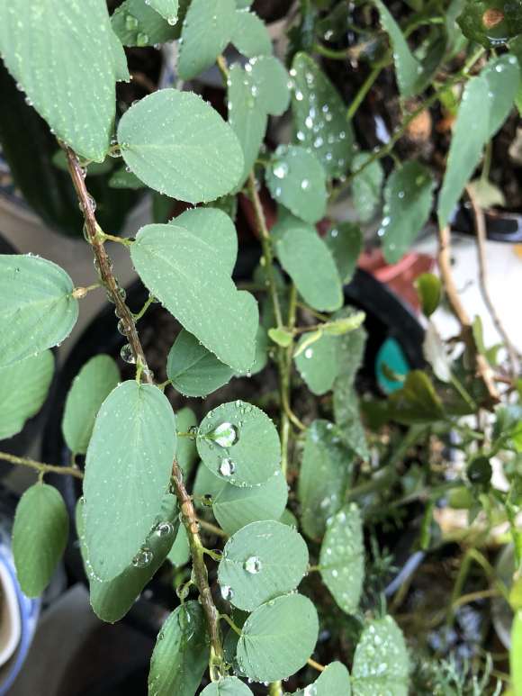 为什么铁包金下山桩不开花