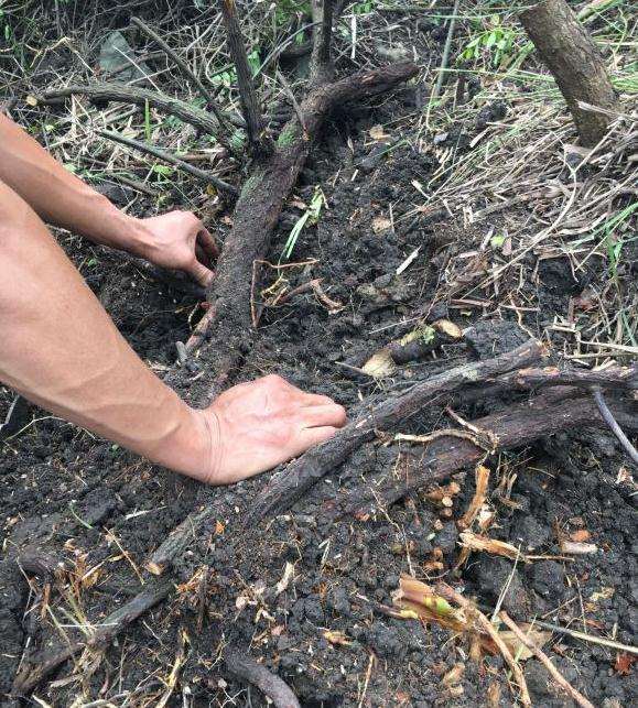 铁包金下山桩干枯后 可以再成活吗