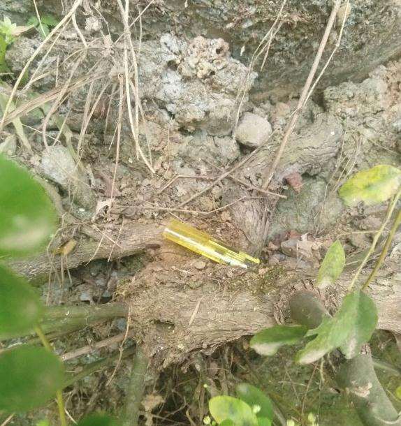 这是铁包金 还是勾儿茶下山桩