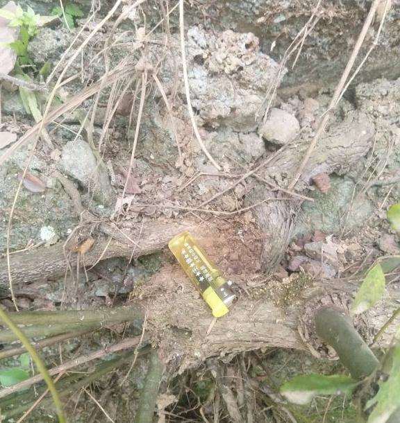 这是铁包金 还是勾儿茶下山桩