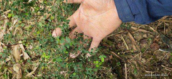 为什么小叶铁包金下山桩十分难养