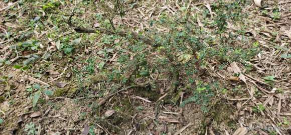 为什么小叶铁包金下山桩十分难养