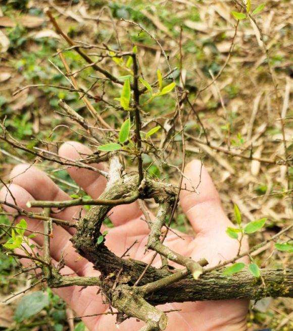 为什么小叶铁包金下山桩十分难养