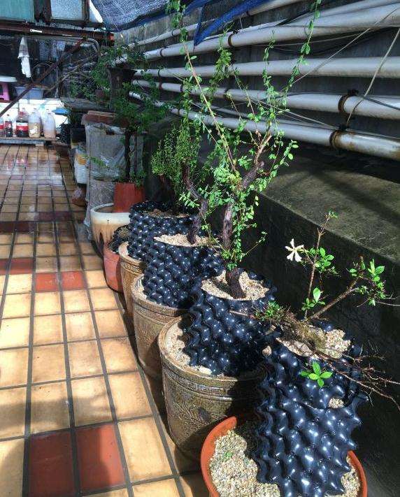 铁包金下山桩老枝怎么扦插的方法