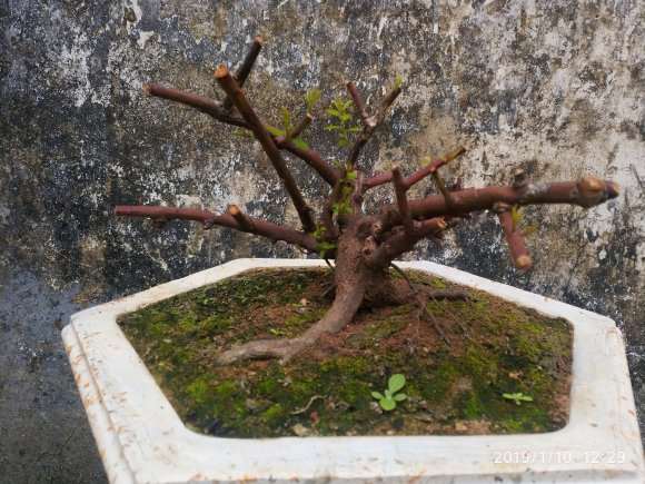 铁包金下山桩没想到发芽