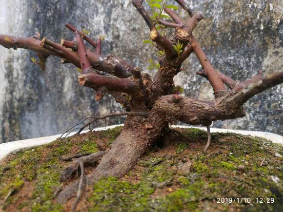 铁包金下山桩没想到发芽