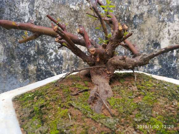 铁包金下山桩没想到发芽