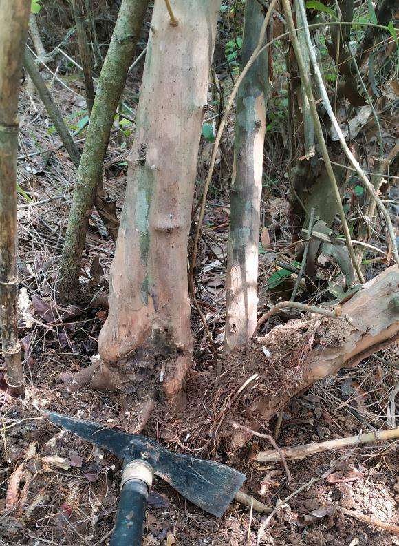 铁包金下山桩要怎么养成活率高点