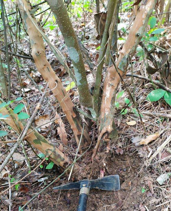 铁包金下山桩要怎么养成活率高点