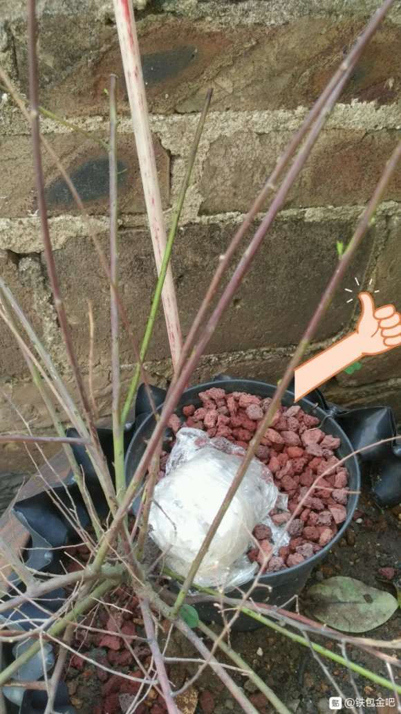 铁包金下山桩长小芽了