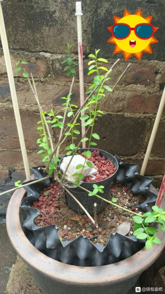 铁包金下山桩长小芽了