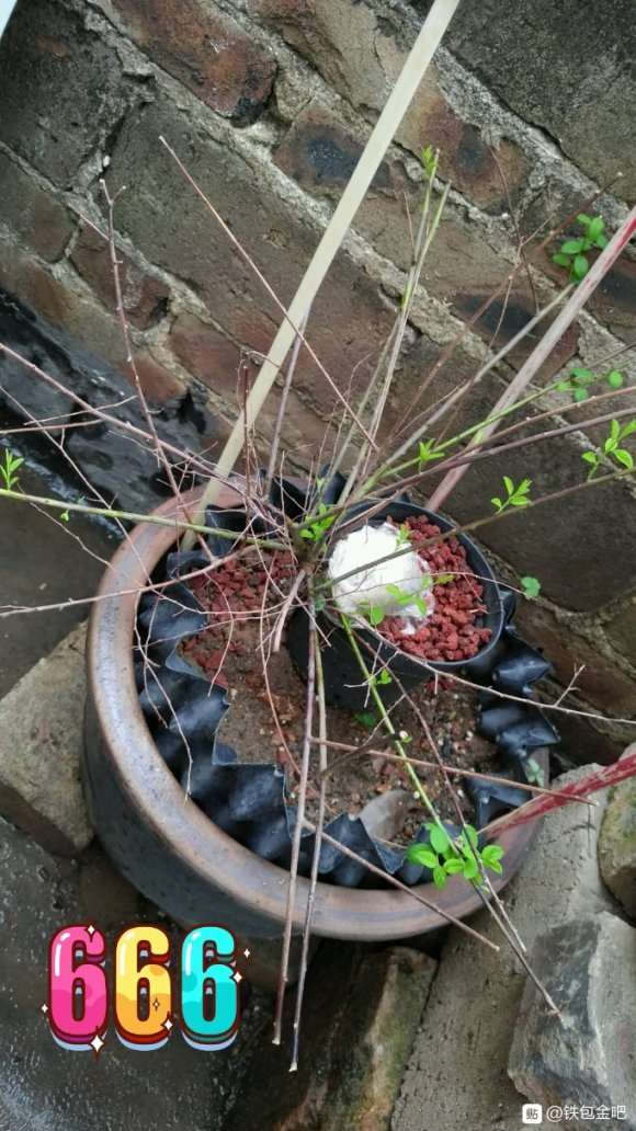 铁包金下山桩长小芽了