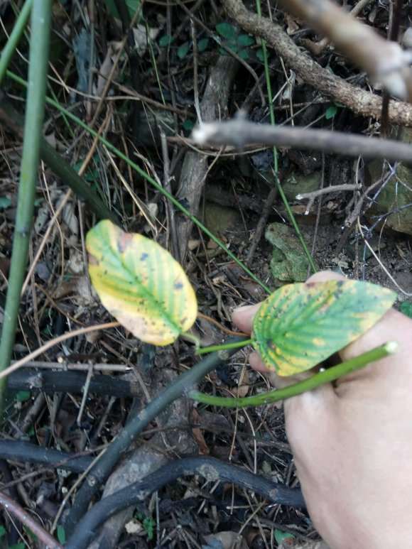 挖到传说中的勾儿茶下山桩