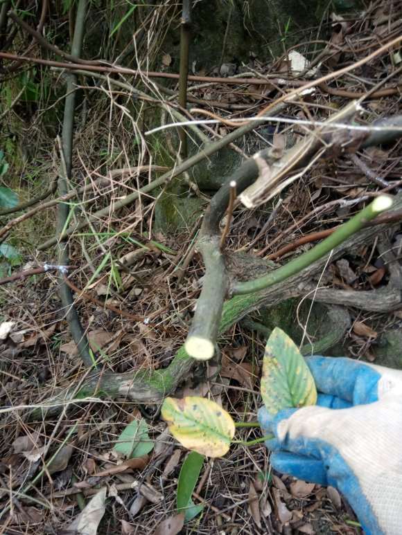 挖到传说中的勾儿茶下山桩