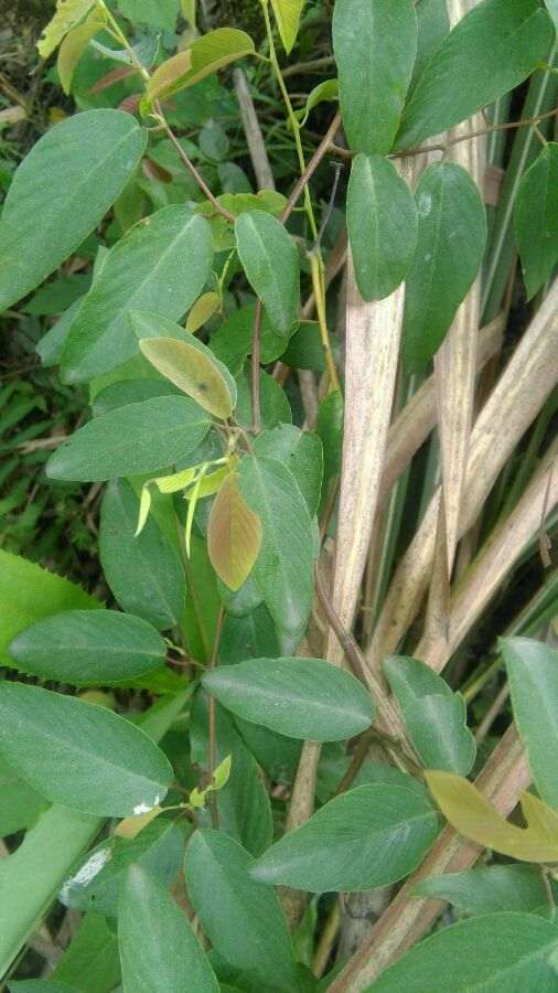 勾儿茶下山桩整么没开花