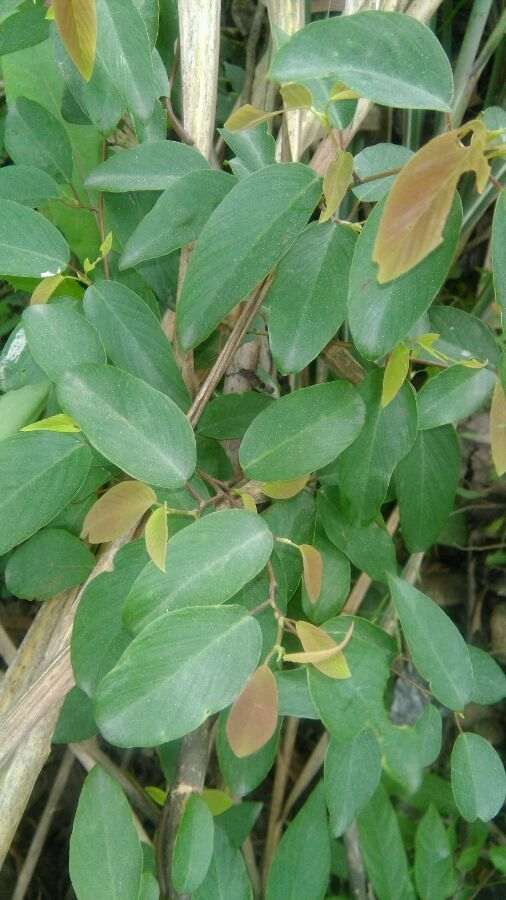 勾儿茶下山桩整么没开花